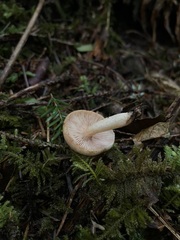 Lactarius pallescens
