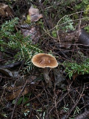 Cortinarius seidliae