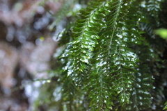 Hymenasplenium unilaterale