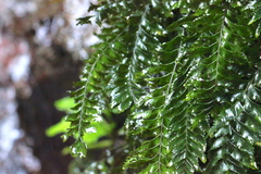 Hymenasplenium unilaterale