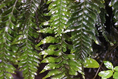 Hymenasplenium unilaterale