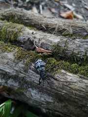 Aegorhinus superciliosus