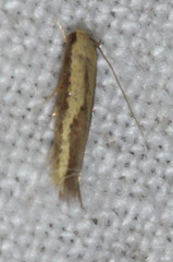 Opogona stenocraspeda