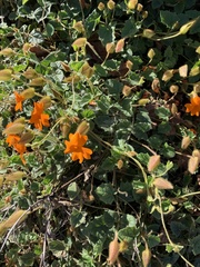 Thunbergia gregorii
