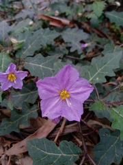 Solanum pungetium