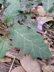 Solanum pungetium