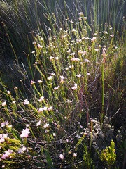 Lachnaea nervosa