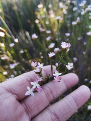 Lachnaea nervosa