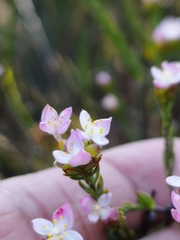 Lachnaea nervosa