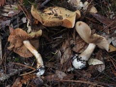 Cortinarius talus