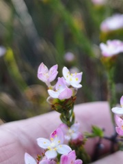 Lachnaea nervosa