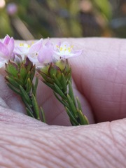 Lachnaea nervosa