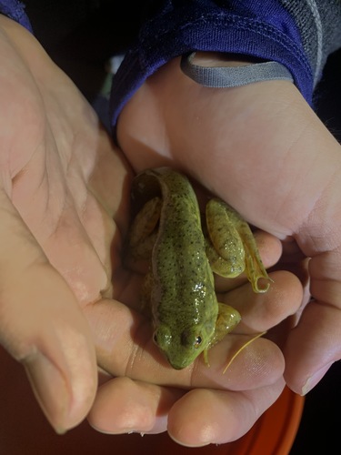 iNaturalist observation photo of American Bullfrog