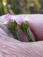 Lachnaea nervosa