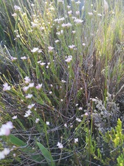 Lachnaea nervosa