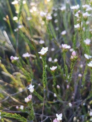 Lachnaea nervosa