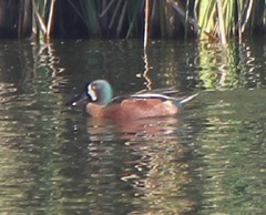 Spatula clypeata × cyanoptera