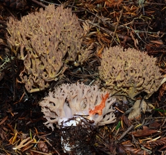 Ramaria violaceibrunnea