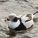 Long-tailed Duck - Photo (c) Антон Виноградов, some rights reserved (CC BY-NC), uploaded by Антон Виноградов