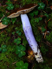 Cortinarius seidliae