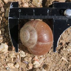 Trigonephrus