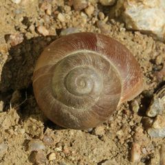 Trigonephrus