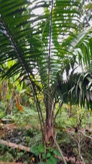 Attalea cohune