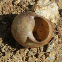 Trigonephrus
