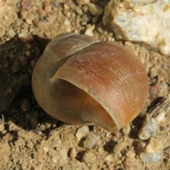 Trigonephrus