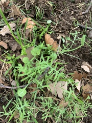 Pholistoma membranaceum