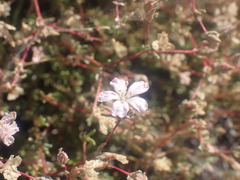 Frankenia pauciflora