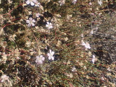 Frankenia pauciflora