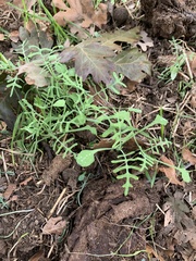 Pholistoma membranaceum