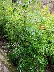 Polyscias sambucifolia