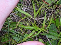 Carex saliniformis