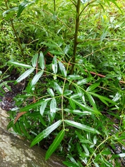 Polyscias sambucifolia