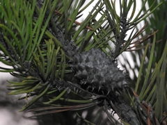 Pinus contorta bolanderi