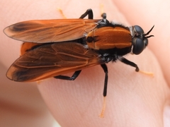Pelecorhynchus fulvus