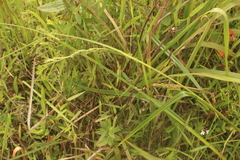 Scleria melanomphala