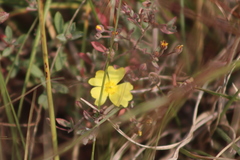 Crocanthemum glomeratum