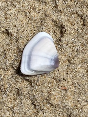 Latona sordida