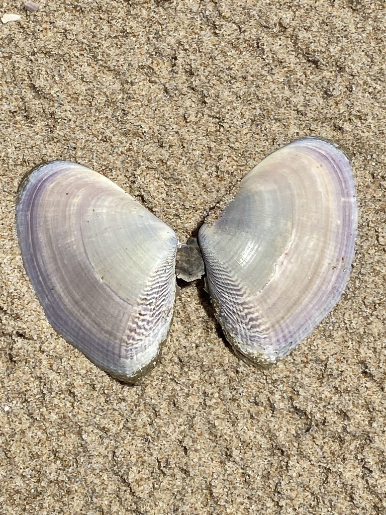 White Clam