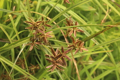 Cyperus nitidus