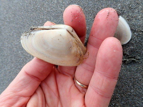 photo of Southern Tuatua (Paphies donacina)