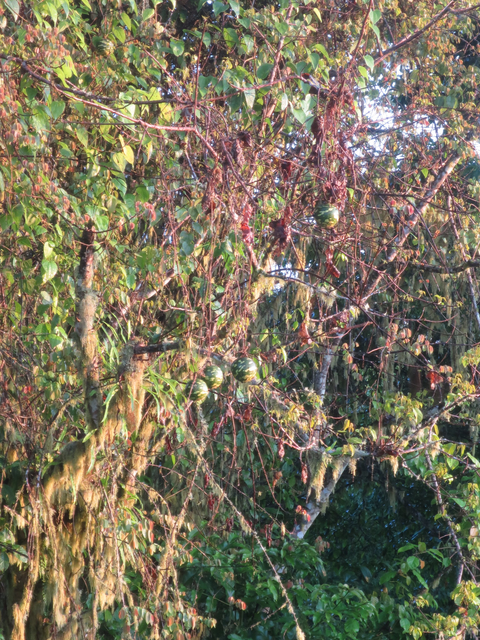 Lagenaria Breviflora (Lagenaria breviflora)