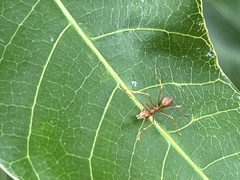 Oecophylla smaragdina
