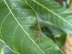 Oecophylla smaragdina