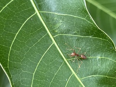 Oecophylla smaragdina