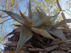 Agave guiengola