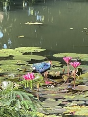 Porphyrio poliocephalus